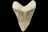 Serrated, Fossil Megalodon Tooth - Georgia #92480-1